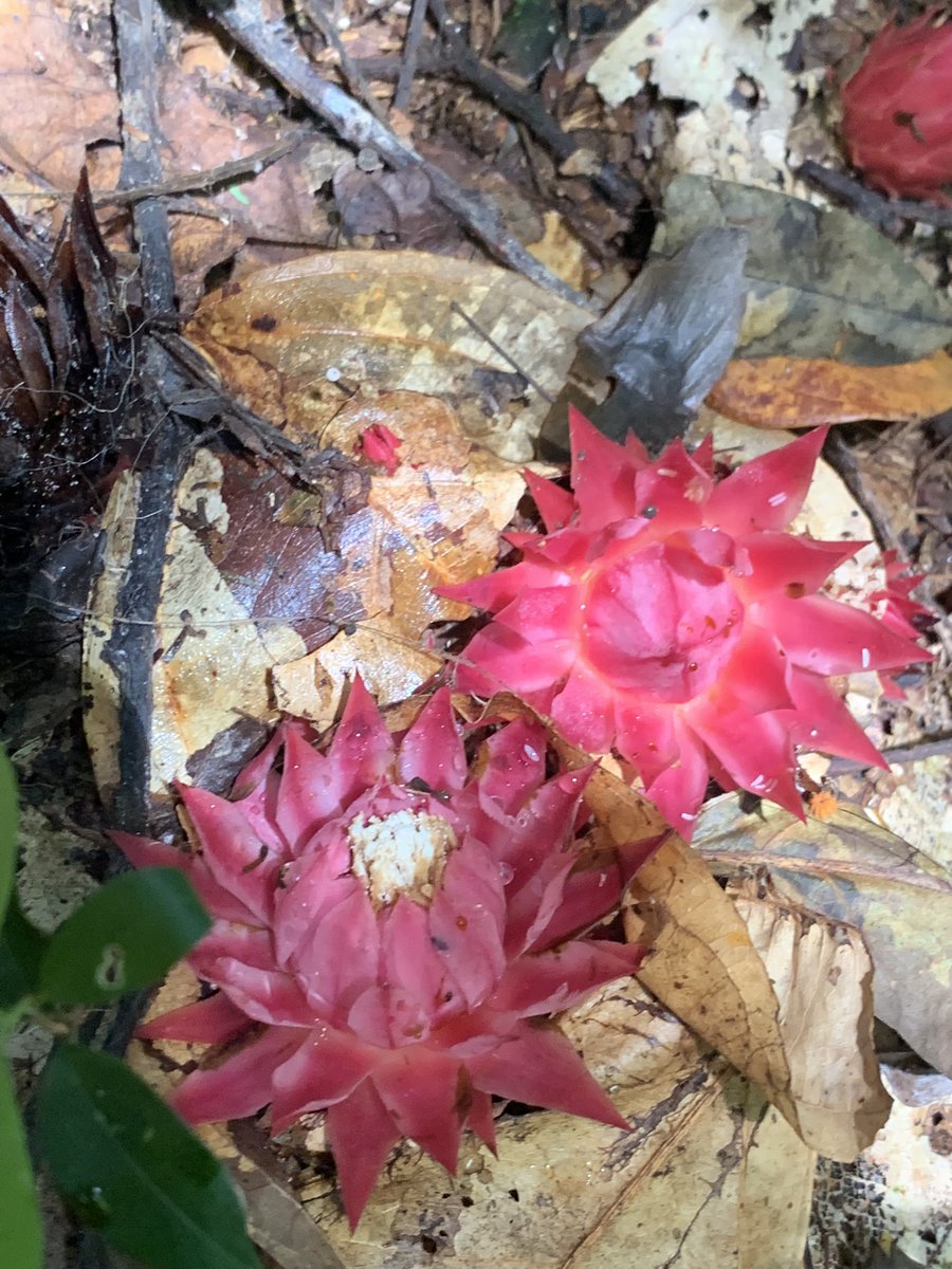 Charlie Hackforth (@cnhackforth) on Twitter photo Calling all botanists... can anyone help with an ID of this apparently parasitic flower found growing directly from the soil in forests near the banks of the Ubangui River, Northeast Rep. of Congo? Very solid and spiky structure, loaded with pollen! Any clues? Calling all botanists... can anyone help with an ID of this apparently parasitic flower found growing directly from the soil in forests near the banks of the Ubangui River, Northeast Rep. of Congo? Very solid and spiky structure, loaded with pollen! Any clues?