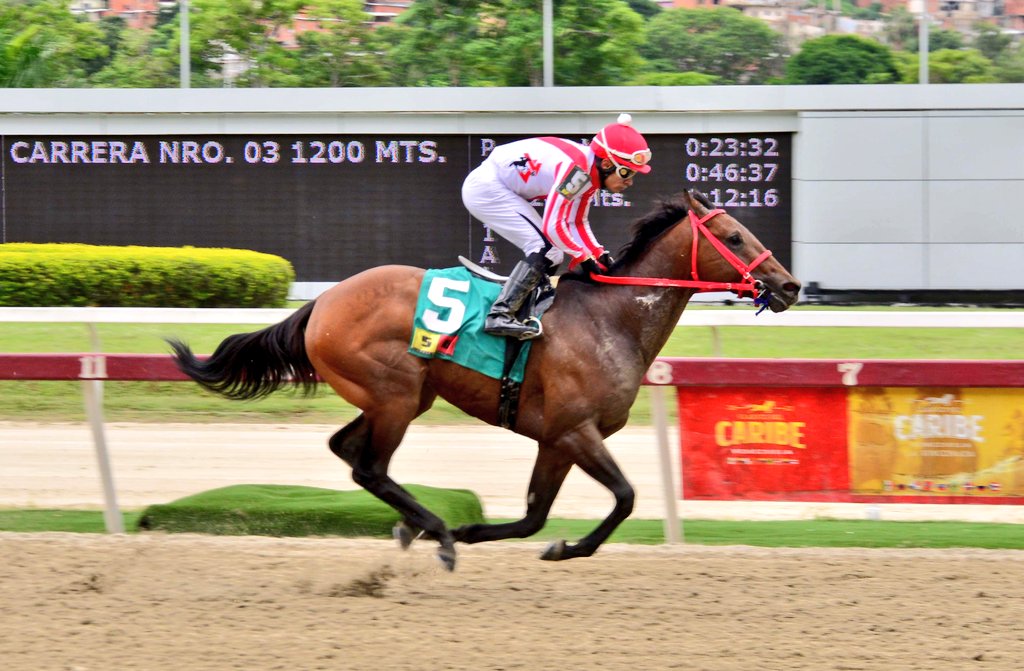 GLORIOSSUS gana en forma el IV Clásico MY OWN BUSINESS. A pesar de una mala partida el jinete L. Mejías tuvo la confianza suficiente en su conducido y vino de menos a más alcanzando la victoria con el hijo de MANCHESTER en ROSEMONT. Gran trabajo de <a href="/rafacarto/">Rafael Cartolano</a> para el STUD V&amp;V🏆