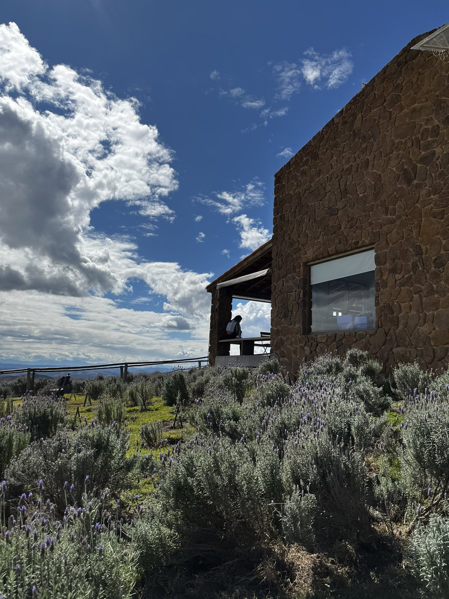 alicestoco's tweet photo. Lavanda acalma né https://t.co/75mG7QHWgN