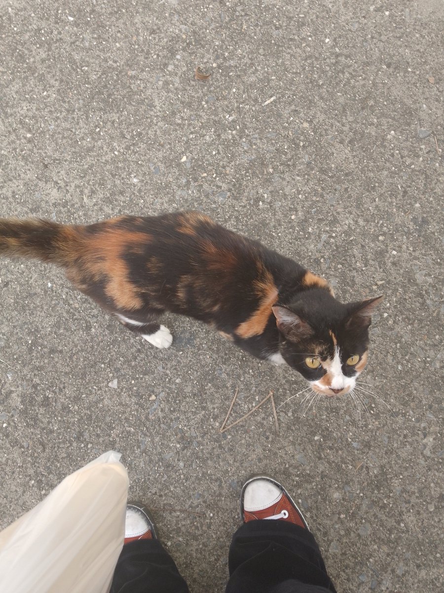 #Efemérides Tal día como hoy, una gatica me se me acercó, me saludó y caminó conmigo