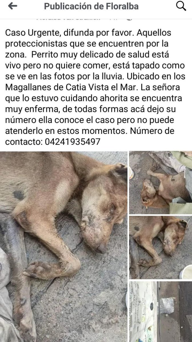 infinitoanimal2's tweet photo. 🚨🆘 DIFUNDIR URGENTE URGENTE DIFUNDIR 🚨🆘 https://t.co/PihBr4IqzK
