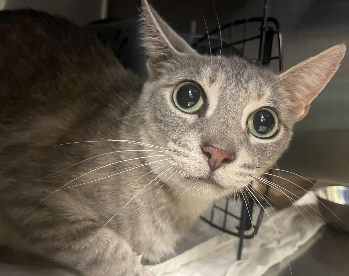 NYCDEATHROWCATS's tweet photo. THERE ARE 29 ANIMALS ( 11 CATS &amp; 18 DOGS)  AT RISK FOR TUESDAY 8/6/24 DEADLINE IS NOON. PLEASE SHARE, FOSTER, ADOPT, TAG FRIENDS, POST TO SOCIAL MEDIA SITES, PLEDGE TO  HELP SAVE THEIR LIVES. NEW PHOTOS https://t.co/Rt2PL8RaPy https://t.co/ffmQ7wj7TG