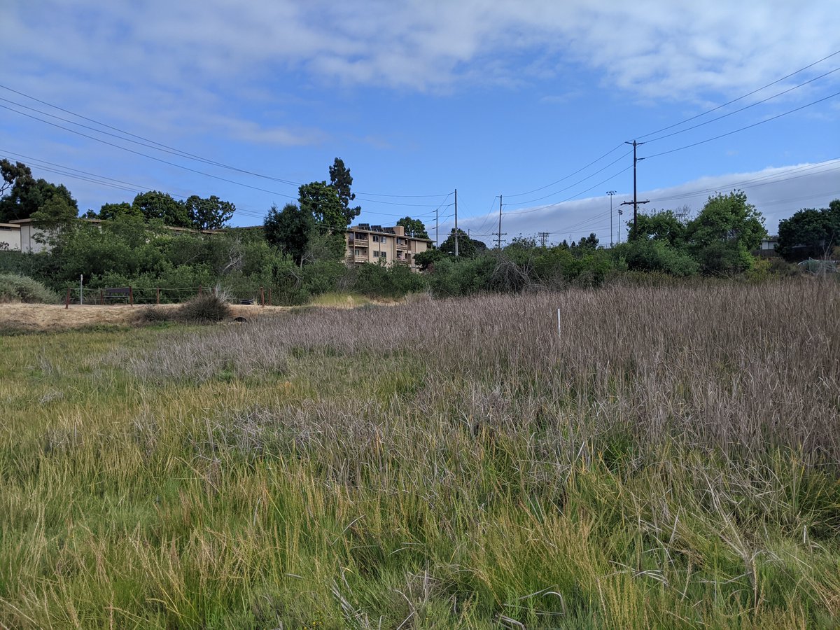 Even tiny wetlands like Famosa Slough, San Diego, CA, when you take a closer look, host a #biodiversity of plants, and, when you take an even /closer/ look (belowground), store tons of #bluecarbon in their deep sediments (4 meters deep at this site!).
