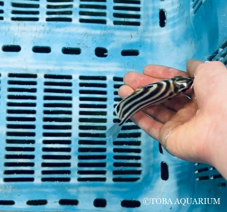 手乗りカゴカキダイ: 突然ですが、皆様は好きな魚の顔はありますか？ 私は黄色と黒色の縞模様が特徴的な「カゴカキダイ」という魚の顔が大好きです。 大きな眼にシュッとした口元。 体のわりに小顔なところも推しポイントです。 先日、新たに２匹のカゴカ dlvr.it/TBVKb0