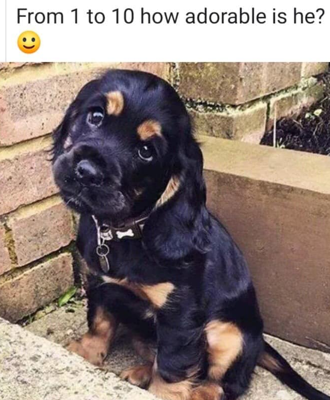 BestinDogs's tweet photo. From 1 to 10 how adorable is he ? https://t.co/oCzLVMcxDq