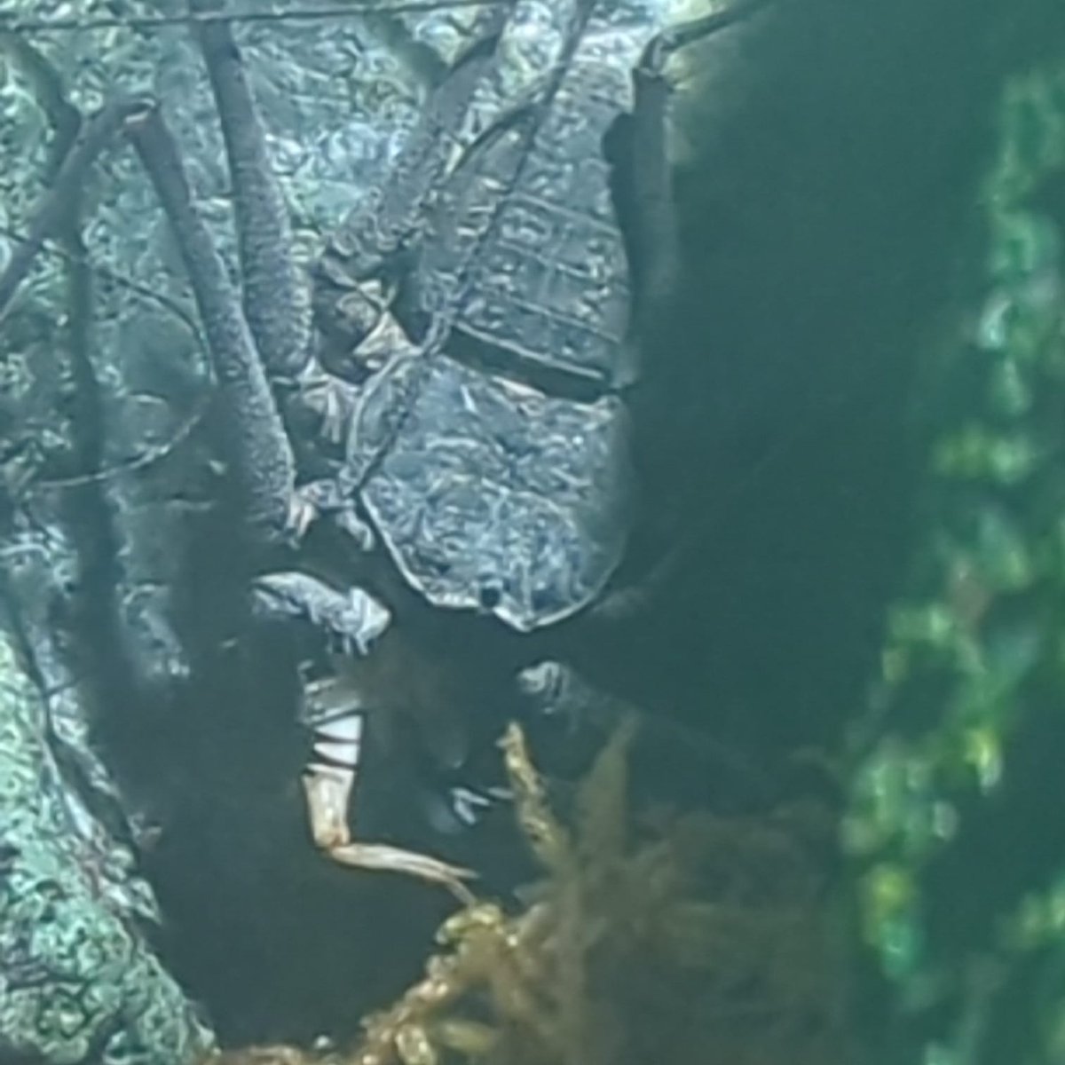 BugsterCarson's tweet image. *Be a cricket 🦗 
*Get eaten ☠️