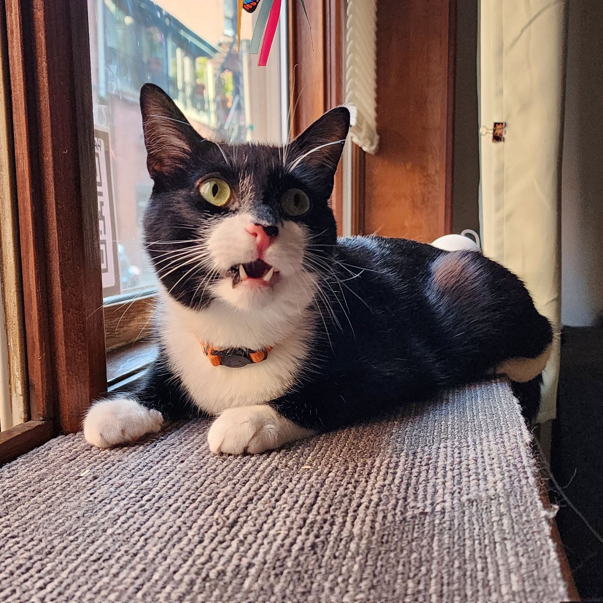 #ClawsOut2024 #CatLadiesForKamala