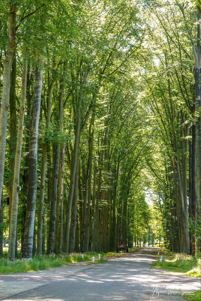 avelezig's tweet image. #Apeldoorn 📸