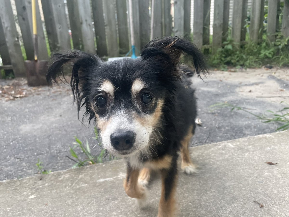 This senior male dog was found wandering the golf course.  Tiny, probably 3 lbs.  No collar but friendly. 

Definitely older and possible eye issues. 

Someone must be looking for him. 

Call us, we are anxious to reunite him with his family.  705-752-5225.