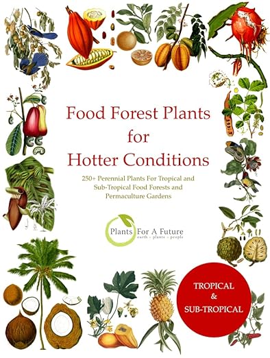A Kindle version (USD 9.99) of our new book Food Forest Plants for Hotter Conditions: 250+ Perennial Plants For Tropical and Sub-Tropical Food Forests and Permaculture Gardens is available on Amazon (US, UK, etc) amazon.com/Food-Forest-Pl…