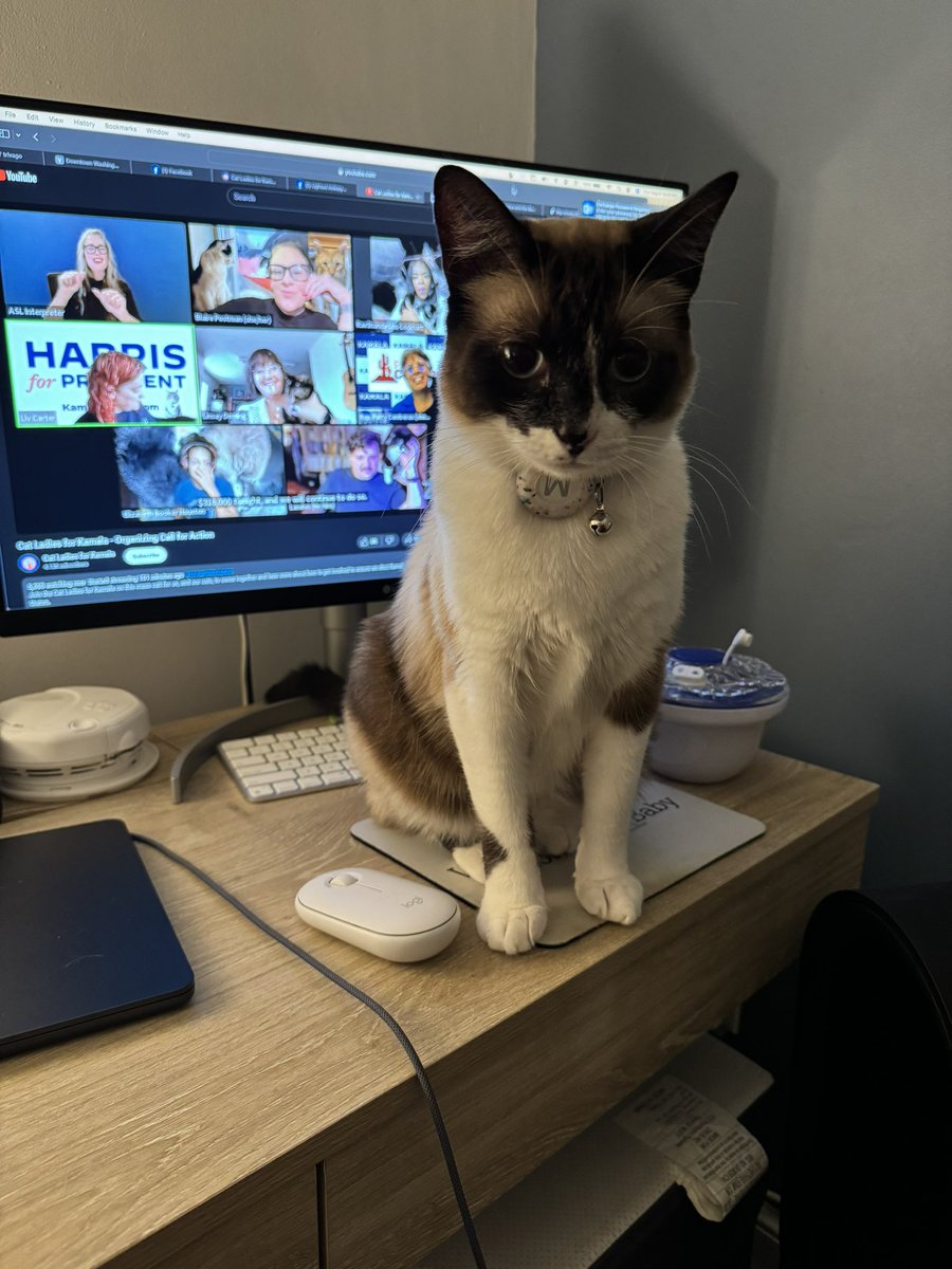 Milo is absolutely PUMPED to be on the #catladiesforkamala call tonight. He says he will NOT go back to alleys. 

You know what to do: vote, donate, door knock, make calls, register to vote, give someone a ride to the polls etc. 

#clawsout2024 #kamalaharris #kamalaharris2024