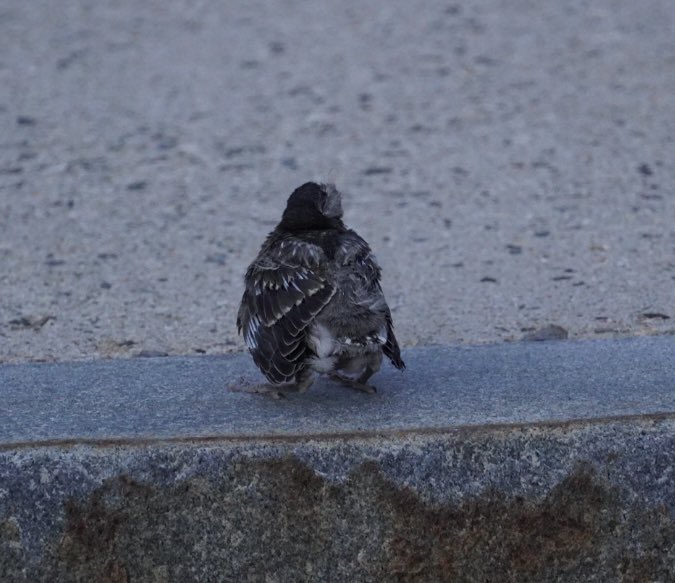 Leslie Boc tweet media