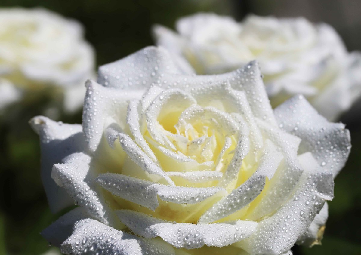 教会の花壇に咲いた、純白の薔薇「ヨハネ・パウロ二世」。朝の露を身にまとい、輝くような美しさです(^^)