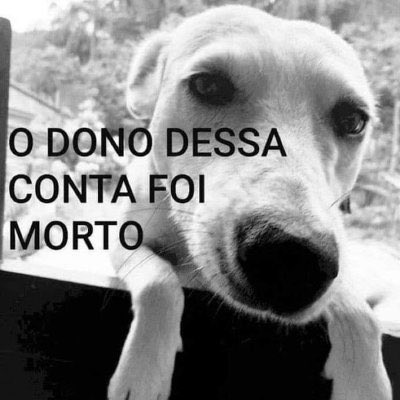 perfil dedicado a gatinhos e peitos (@odeiootaco) on Twitter photo 