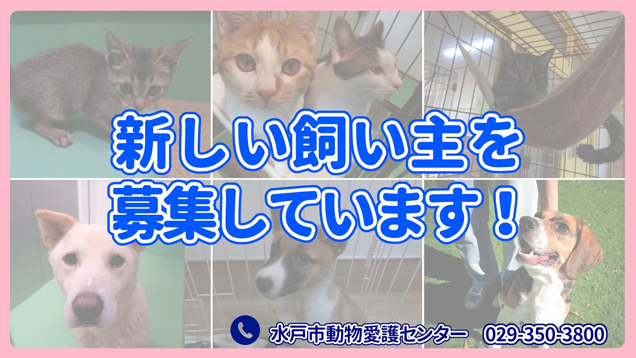 水戸市【公式】 on X: 