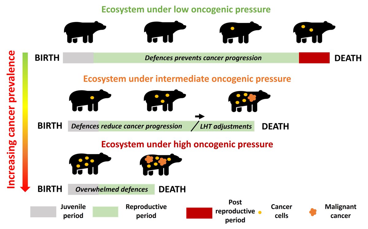 Antoine Dujon (@amdujon) on Twitter photo Check out our new paper in <a href="/EvolAppJournal/">Evolutionary Applications</a>! We predict the consequences of exposing wildlife to human-made oncogenic ecosystems and argue for the importance of accurately quantifying the costs of activating anti-cancer defences.
onlinelibrary.wiley.com/doi/full/10.11… Check out our new paper in <a href="/EvolAppJournal/">Evolutionary Applications</a>! We predict the consequences of exposing wildlife to human-made oncogenic ecosystems and argue for the importance of accurately quantifying the costs of activating anti-cancer defences.
onlinelibrary.wiley.com/doi/full/10.11…