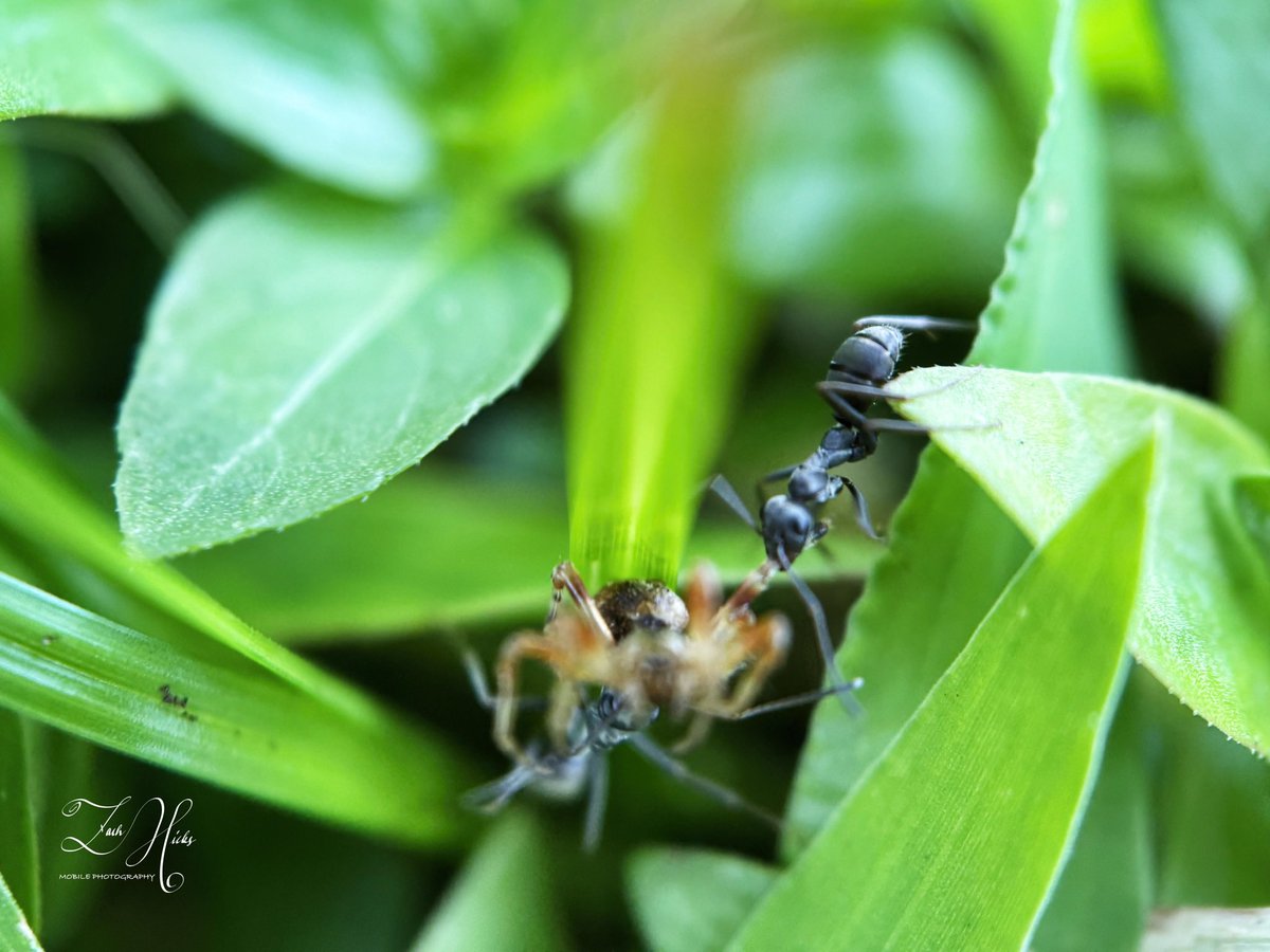zach_hicks93's tweet image. Macro shots from the backyard. Sometimes all you have to do is look down. #tinyworld #shotoniphone