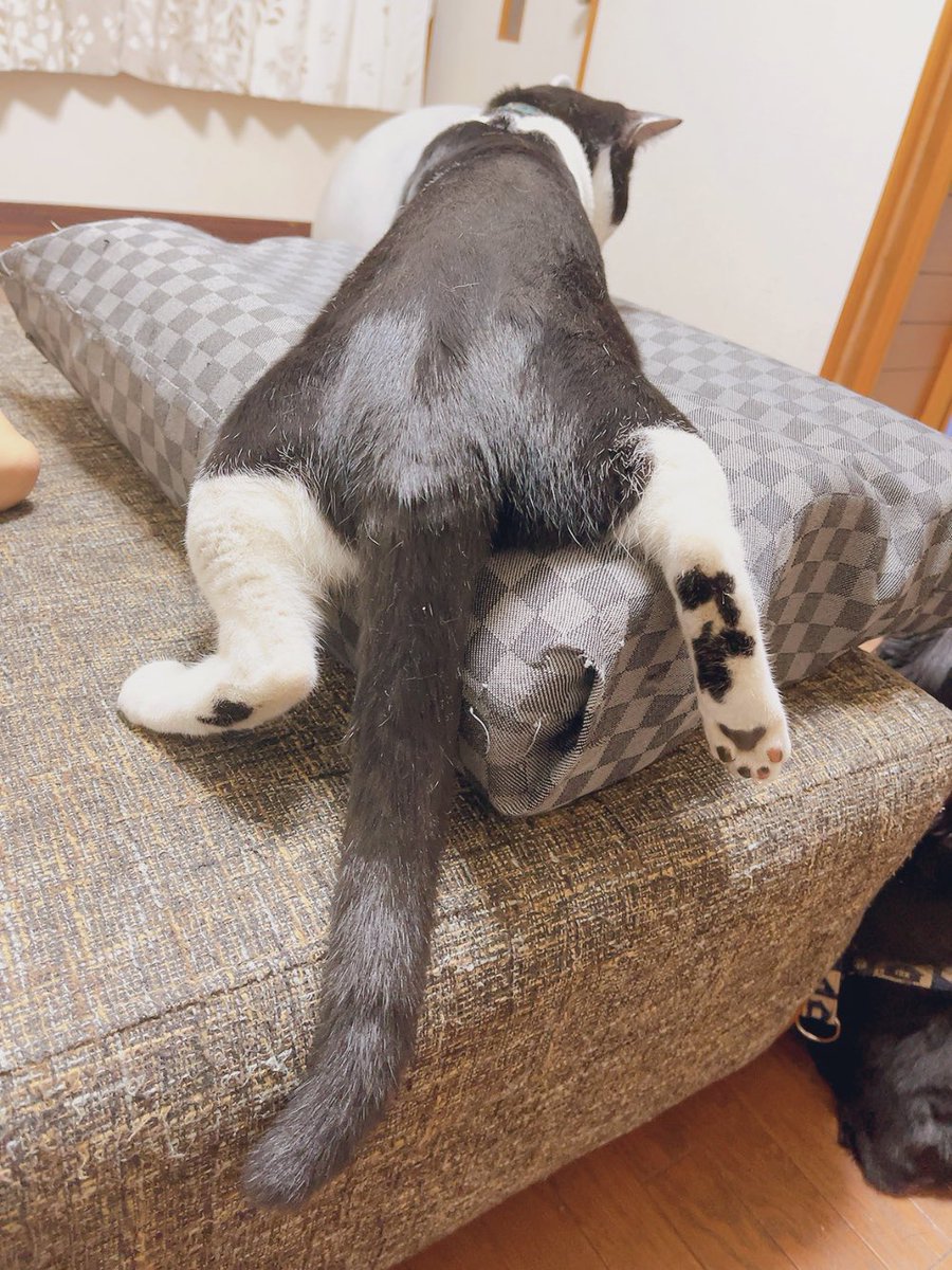 runntannw11's tweet photo. 高みの見物猫ฅฅ💗

#フラットコーテッドレトリバー  
#保護猫 
#多頭飼い #犬好きさんとつながりたい #猫好きさんと繋がりたい  #いぬのいる暮らし  #ねこのいる暮らし #犬のいる幸せ  #犬のいる幸せ  #犬との生活 #猫のいるしあわせ  #猫との生活 https://t.co/J6DbtJs6Uj