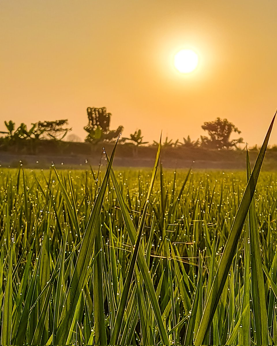 Fardeean_thias's tweet photo. Selamat Pagi, Mentari
📱GalaxyA71 || Snapdragon 730G
#withGalaxy #samsung #samsungid #shotbyphone #snapdragon #snapdragoninsiders #galerisnapdragon #shotonsnapdragonsea #shotonsnapdragon #pakesnapdragon #phonegraphy https://t.co/thRZ8g2CWg