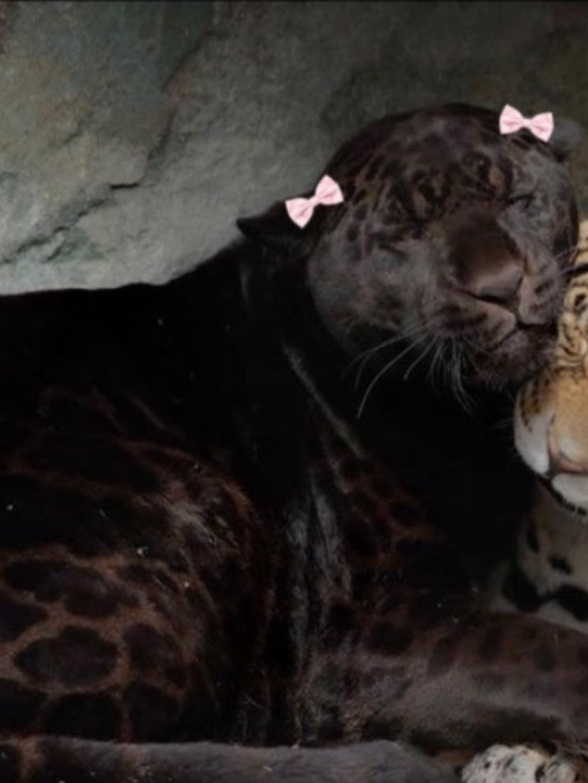 animals wearing bows tweet media