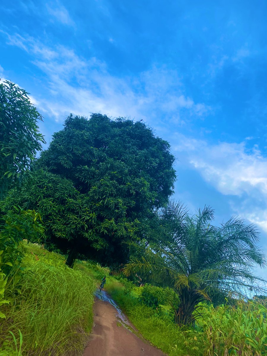 fulani_Aangel's tweet photo. Les merveilles de la Guinee 🌳🥹🫶🏽🇬🇳
#GuineeConakry #lelouma #Bourwal https://t.co/O0OmE9qtvY