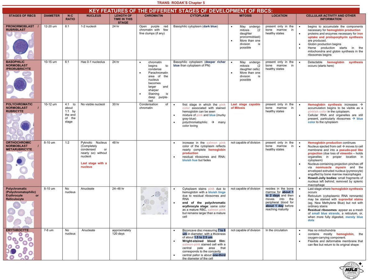mjlbnotes's tweet image. HEMA MUST-KNOW🩸 Key features of the Different Stages of Development of RBCs (Source: Rodak's)