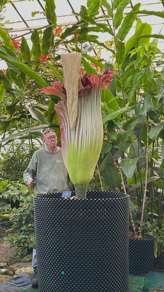 My adoring fans - I am now almost entirely spent. You've given me such adulation, adoration and devotion last week that you've worn me out 😜 

I haven't been pollinated (thank goodness - I have enough offspring) so it's time to withdraw nutrients from my remains and rest.