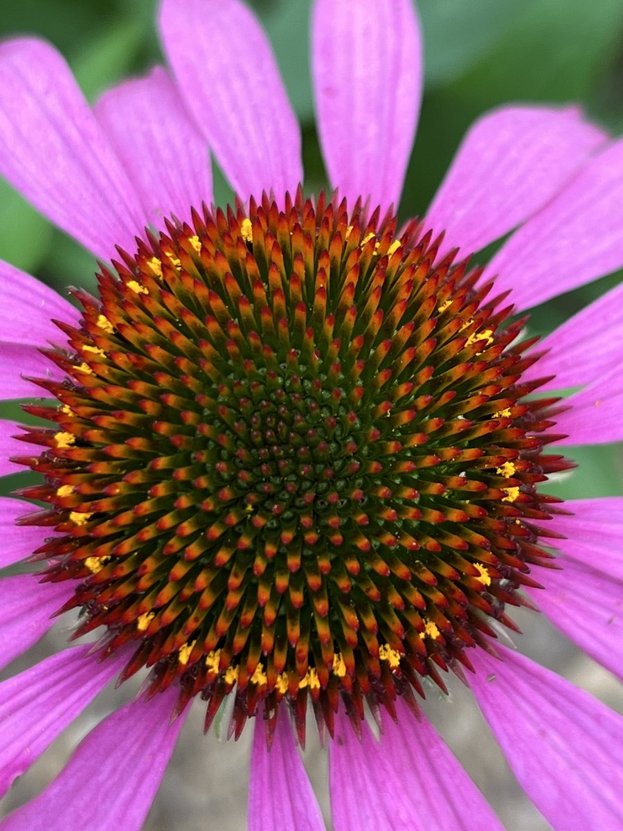 🌸 Nature's Healer: Echinacea 🌸

Happy Bank Holiday! Our herb garden is blooming at this time of year. The Echinacea flowers arrived last week. Here is a close-up of this beautiful and important herb in our materia medica.