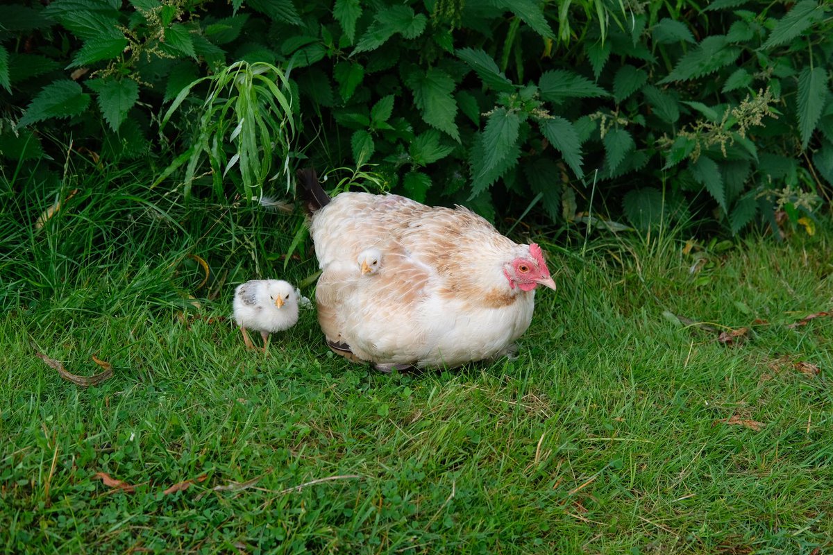 rossalcroft's tweet image. Rogart: Grey &amp;amp; raining, but it’s warm &amp;amp; blue sky is appearing. Soggy hens cluck about. Several are broody &amp;amp; only appear at breakfast. Disappearing back to their nests. One has two chicks, which stick close &amp;amp; use her as a shelter. The ewes wish they hadn’t been sheared yesterday.