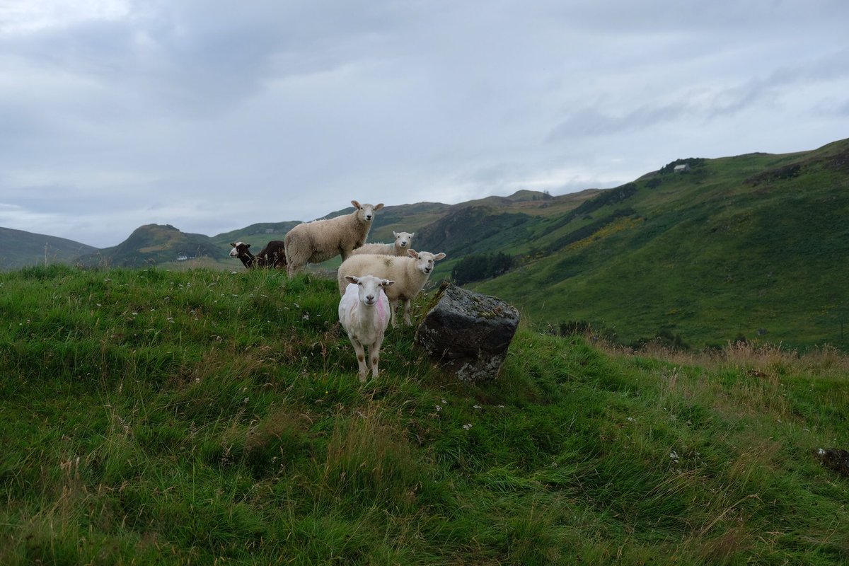 rossalcroft's tweet image. Rogart: Grey &amp;amp; raining, but it’s warm &amp;amp; blue sky is appearing. Soggy hens cluck about. Several are broody &amp;amp; only appear at breakfast. Disappearing back to their nests. One has two chicks, which stick close &amp;amp; use her as a shelter. The ewes wish they hadn’t been sheared yesterday.