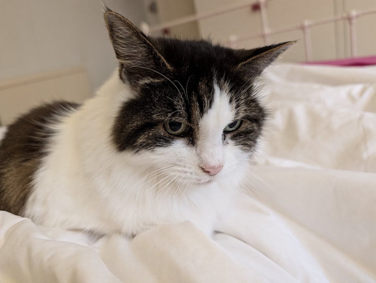 Kate isn't really here any more tweet media