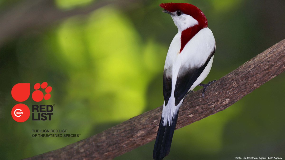 IUCN's tweet photo. 🌎 As a critical indicator of the health of the world’s #biodiversity, the @IUCNRedList is a powerful tool to inform #conservation action and policy. https://t.co/iaTkD4vlYc