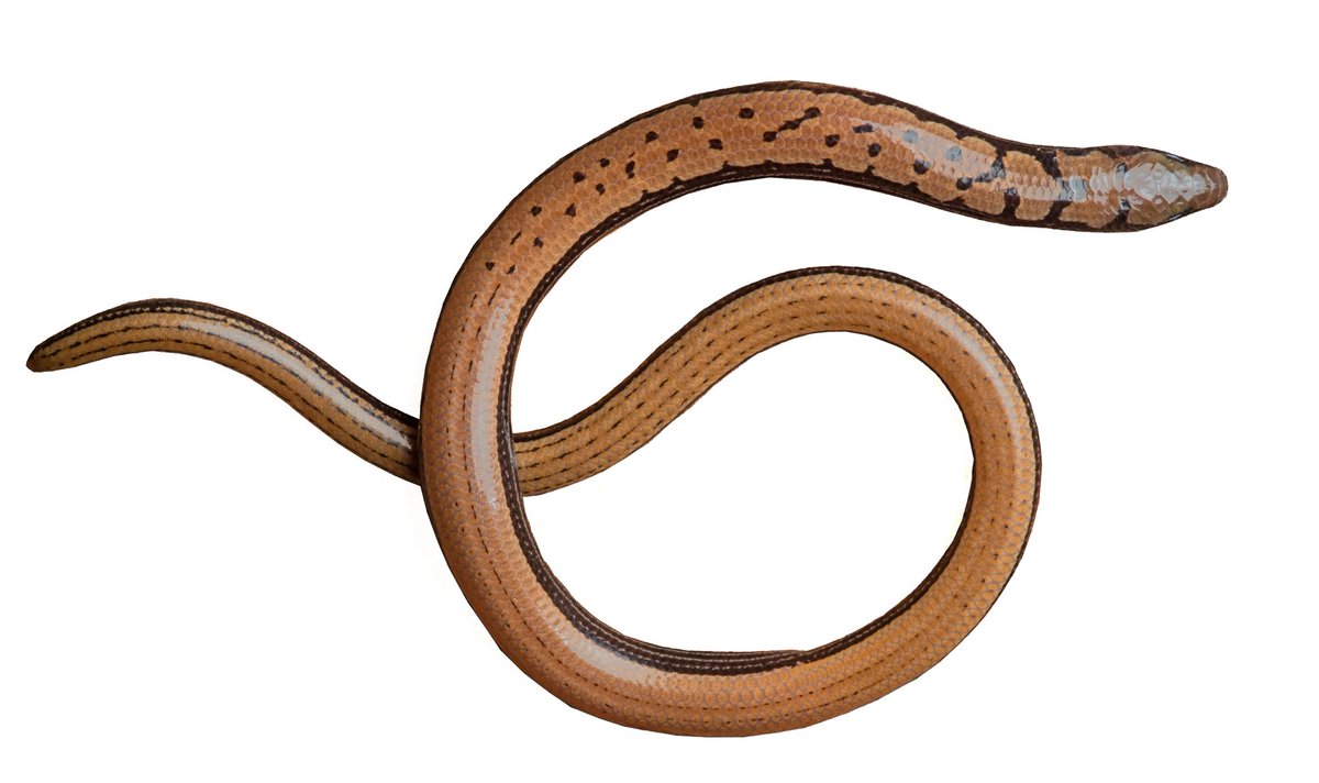 Aniruddha Datta Roy tweet media