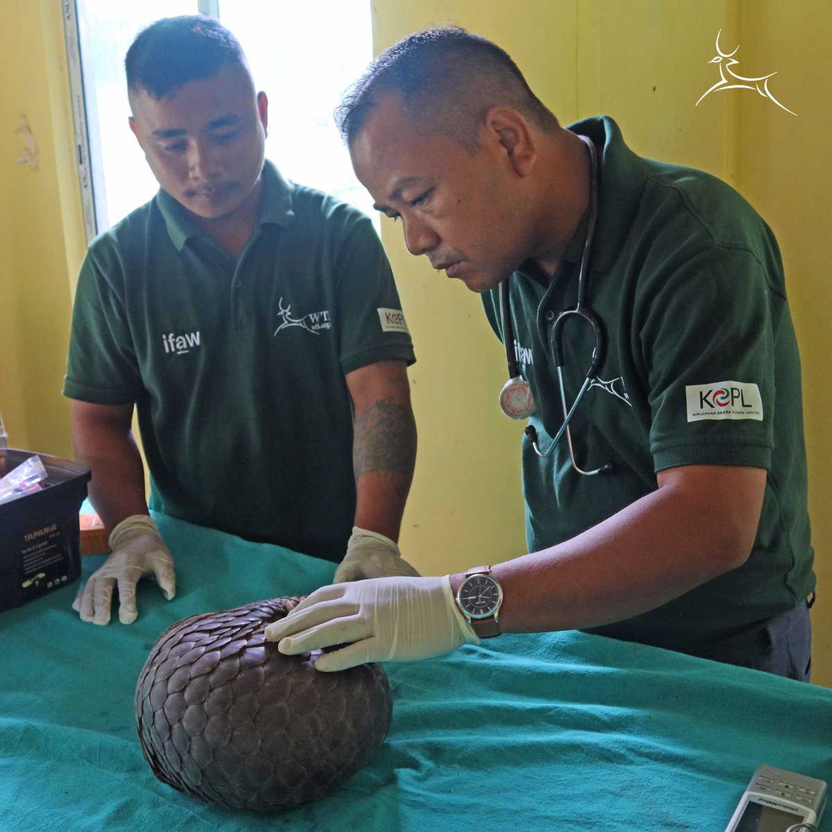Wildlife Trust of India (@wti_org_india) on Twitter photo Our team at CBRC, <a href="/pakke_tiger/">PAKKE TIGER RESERVE</a> has received a Chinese pangolin in comatose condition and signs of posterior paralysis. Currently under supportive treatment, we hope that the animal recovers soon and is able to go #BackToTheWild
<a href="/ArunForests/">Dept. of Environment, Forest & Climate Change, AP</a>
<a href="/ifawglobal/">ifaw</a> Our team at CBRC, <a href="/pakke_tiger/">PAKKE TIGER RESERVE</a> has received a Chinese pangolin in comatose condition and signs of posterior paralysis. Currently under supportive treatment, we hope that the animal recovers soon and is able to go #BackToTheWild
<a href="/ArunForests/">Dept. of Environment, Forest & Climate Change, AP</a>
<a href="/ifawglobal/">ifaw</a>