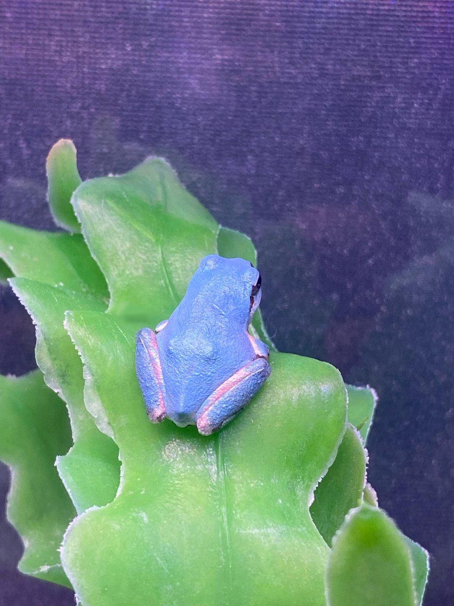 絵の具のような水色🩵

青いアマガエルは、通年で展示してます‼️

この青い色は黄色い色素が欠乏した突然変異個体です。
ニホンアマガエルの色素欠乏は遺伝性が無く、完全な突然変異でしか起こらないようです。

そんな奇跡な青色をぜひご覧くださいね✨