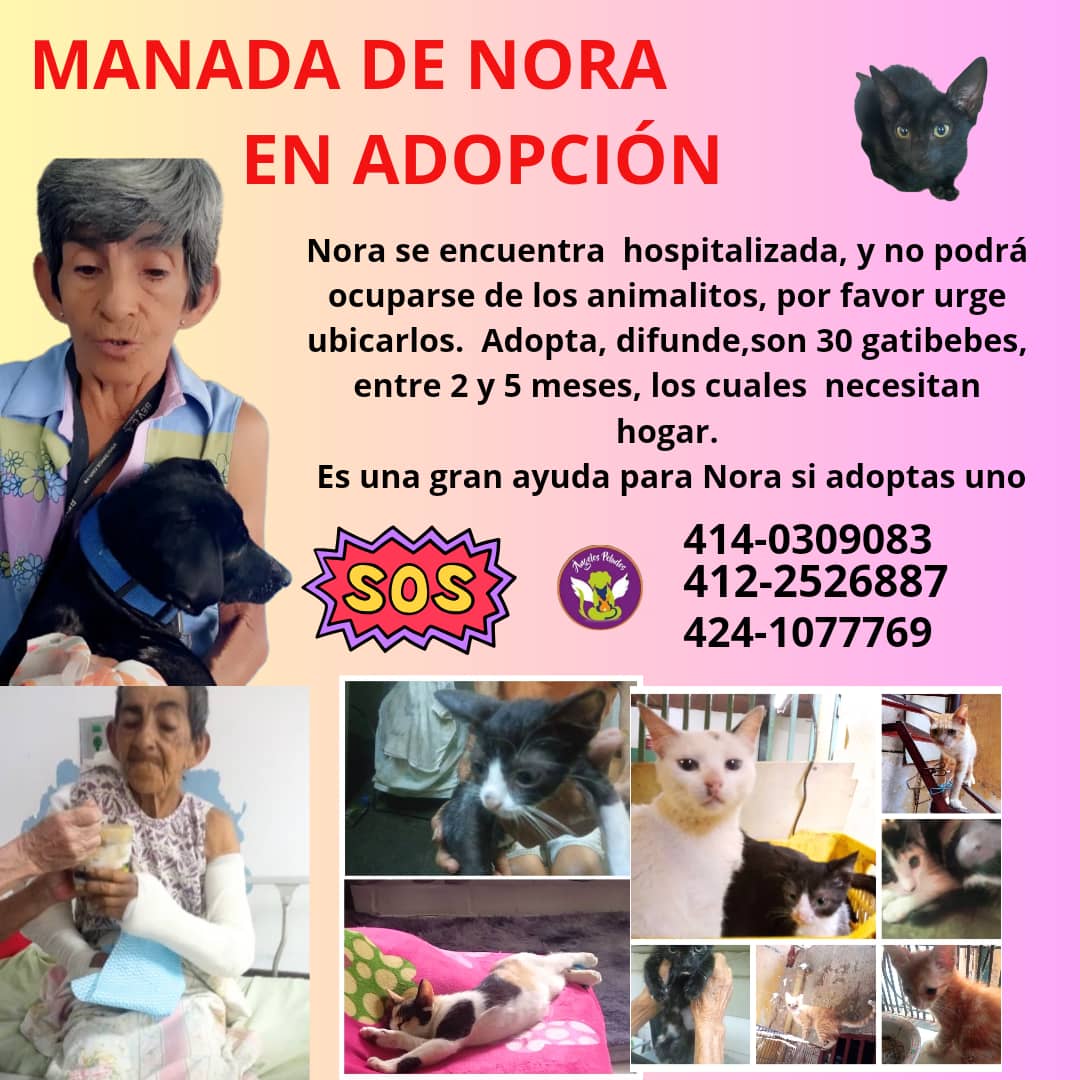 Urgen adoptantes.