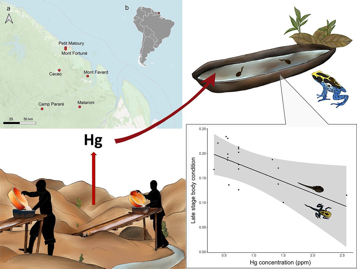 biobiiana's tweet photo. Also on Thursday @LiaSchlippe will be presenting part of her PhD work on the impact(s) of global change on the dyeing #poisonfrog at 17:00, Mtg Room 3 #wch10 https://t.co/puBeBZwVQ7