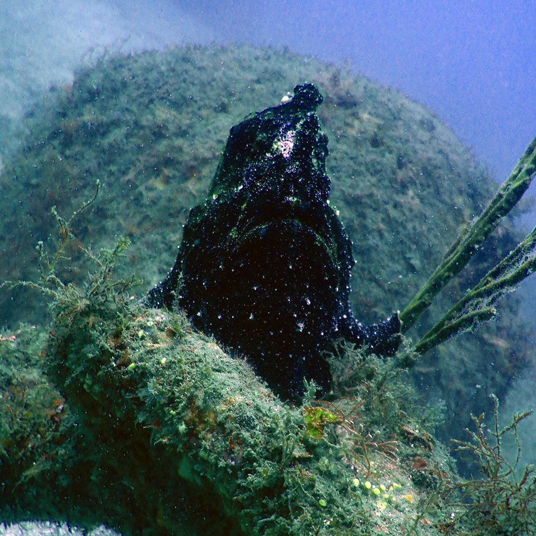 nimo_diving's tweet photo. オオモンカエルアンコウ？😀 https://t.co/MtNvbuXhLn