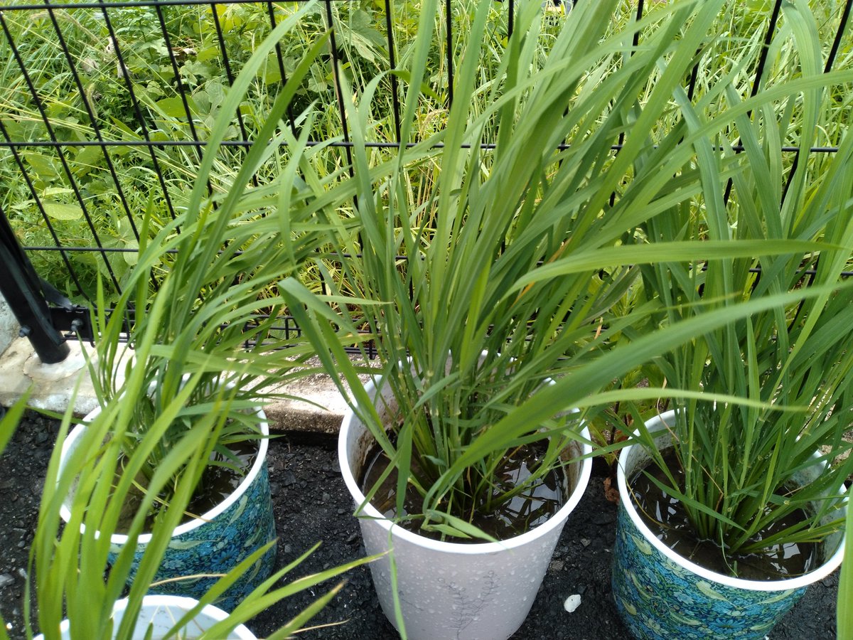 こんにちは！
稲たちの分げつが進んでいます！
後ろの雑草の成長もハイペースです🫡