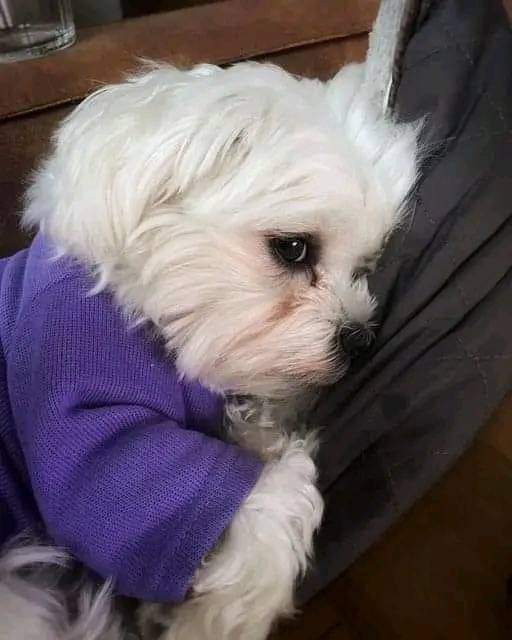 This was Lemmy, he was 8 years and 6 months old. On Monday he went to daycare and got caught in a fence strangling himself, I had to pick his body up and carry it stiff into the vets. I never got to say goodbye and my heart is broken 💔😞