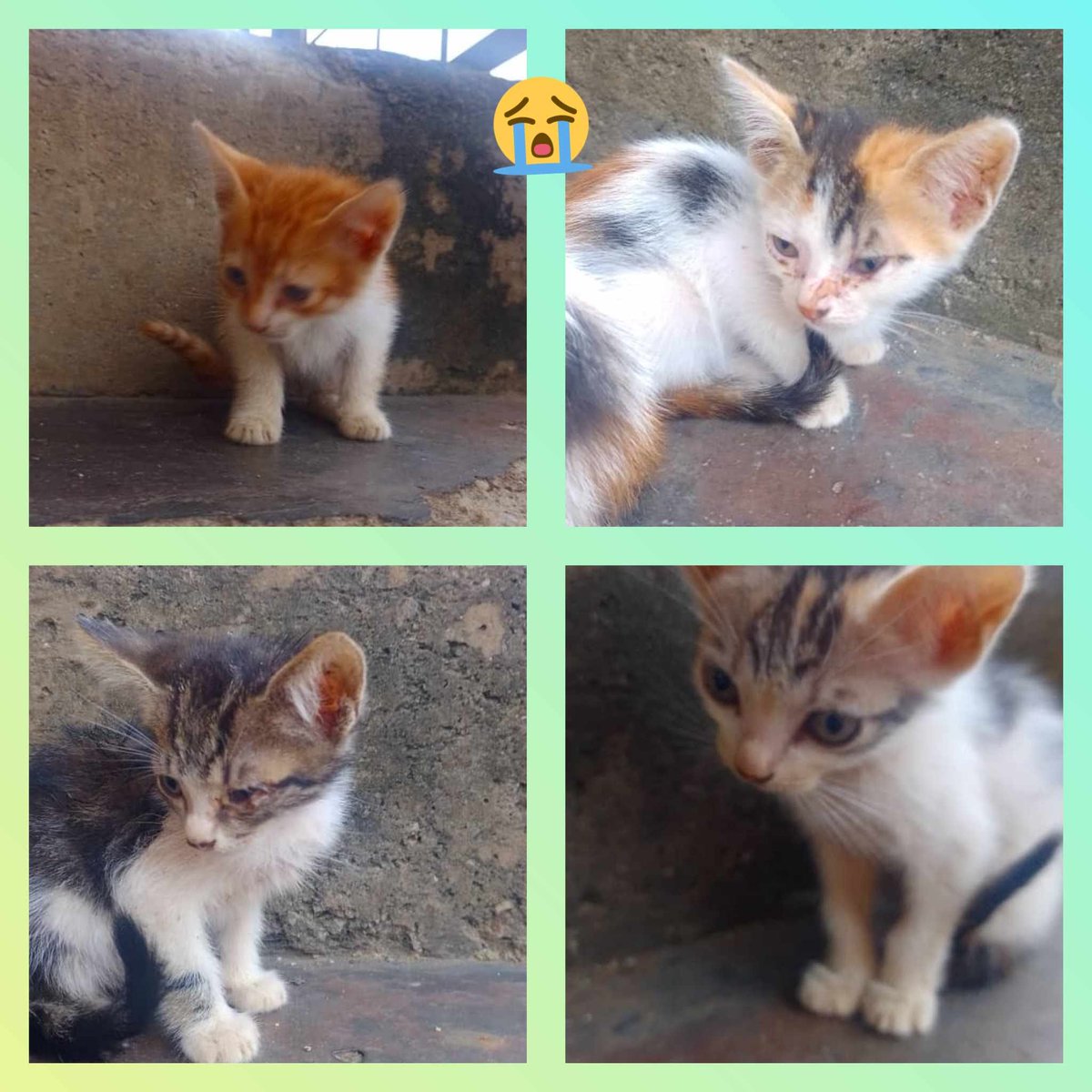 Caso de terceros. Por favor agradecemos máxima difusión. Estos gatitos se encuentran en el Valle - Caracas, están a la intemperie con su mamá gatuna, son 3 hembras y un macho. Si están interesados en darle un hogar a estos pequeños comunicarse al número: 04241470958.
