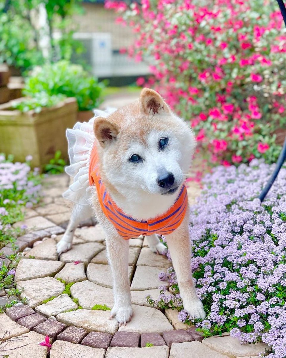 <a href="/ProTheDoge/">SlumDOGE Millionaire</a> Why are you not buying this handycapable and adorable pupper who is deserving of Solana’s love and attention?!?!

$PUMPCHAN - Neiro’s &amp; Kubosu’s older sister (18yr old)

<a href="/kabosumama/">かぼすママ</a> &amp; <a href="/ProTheDoge/">SlumDOGE Millionaire</a> we welcome and invite you to join our community. 

dexscreener.com/solana/8b3g4Qe…
