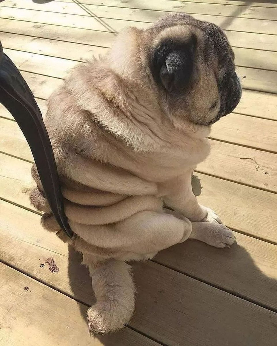 pugclub1's tweet photo. Don't mind me 😂🐶 All credit are reserved for their owners. DM for credit or remove. 📷 Credit: @pugtold #nationalpuppyday #dogday #puggie #puglyfe #pugchat #pughugs #puglifestyle #pugsnkisses https://t.co/MZs2bFc7Yv