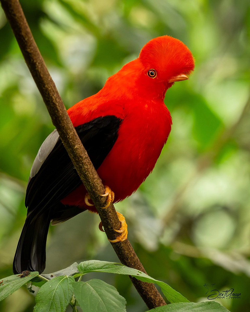 JeetAman Photography tweet media