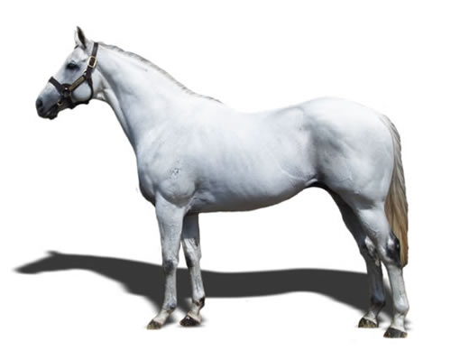 Thoroughbred Breeders Queensland (@qldbreeders) on Twitter photo QUEENSLAND STUD SPOTLIGHT
🟥 Oakwood Farm 🟥
🐴 Dracarys
🐴 Top Echelon
SPEED LINES RUN IN THE PEDIGREE - Dracarys
To read more about the sire, his pedigree and bio ➡️ shorturl.at/qaCfJ
You can follow Dracarys here 👉 <a href="/DracarysSire/">Dracarys - Australian Thoroughbred Sire</a> QUEENSLAND STUD SPOTLIGHT
🟥 Oakwood Farm 🟥
🐴 Dracarys
🐴 Top Echelon
SPEED LINES RUN IN THE PEDIGREE - Dracarys
To read more about the sire, his pedigree and bio ➡️ shorturl.at/qaCfJ
You can follow Dracarys here 👉 <a href="/DracarysSire/">Dracarys - Australian Thoroughbred Sire</a>