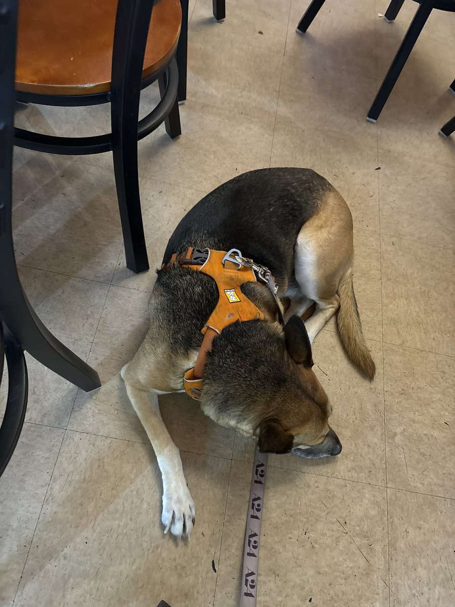 Had to post up at a local bottle shop because the combined AC, chatter, music, and insulation was juuust enough to avoid the jet engines for Laika.
