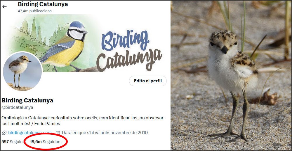 Necessito els vostres retuits per aconseguir que aquest corriolet deixi de fer cara d’enfadat. 
Està esperant que Birding Catalunya arribi als 20.000 seguidors, que ja falta ben poc !

Seguiu-me, i conegueu així els ocells (i altres animalons) tan bonics que tenim a Catalunya 😜