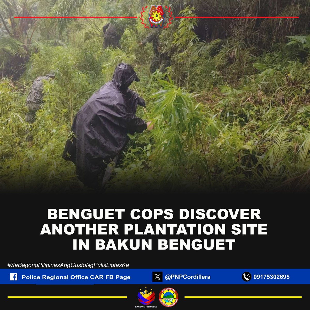 PNPCordillera's tweet photo. The continuous efforts of the Cabalyero cops of the Benguet Police Police Provincial (PPO) to stop marijuana cultivation in the province led to the discovery of 480 pieces of Fully Grown Marijuana Plants (FGMJP) worth P96-K in Bakun, Benguet,on August 4, 2024. https://t.co/IWTyzrNF9S
