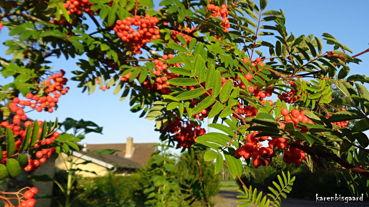 KarenBisgaard1's tweet photo. https://t.co/C5Hyg5d4xl
#rowantree #rowanberries https://t.co/eDLL8cPtM1
