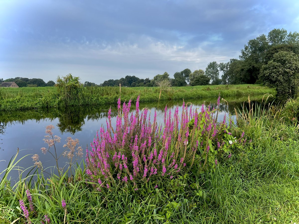 Goedemorgen! 

Mooie week allemaal ☀️

#maandag #achterhoek #onverwachtehoek #mooiweek #augustus #zomer #goedemorgen <a href="/OIjssel/">Oude IJssel</a>